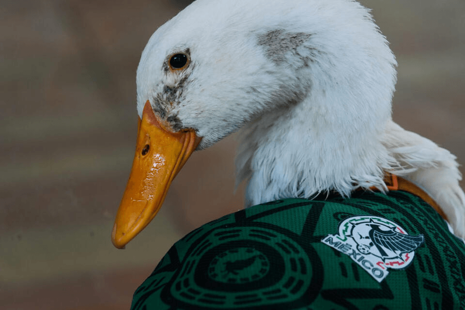 ¿Qué es The Patriotic Duck (MERLIN)? ¿Por qué esta meme coin del Mundial se volvió viral en Solana?