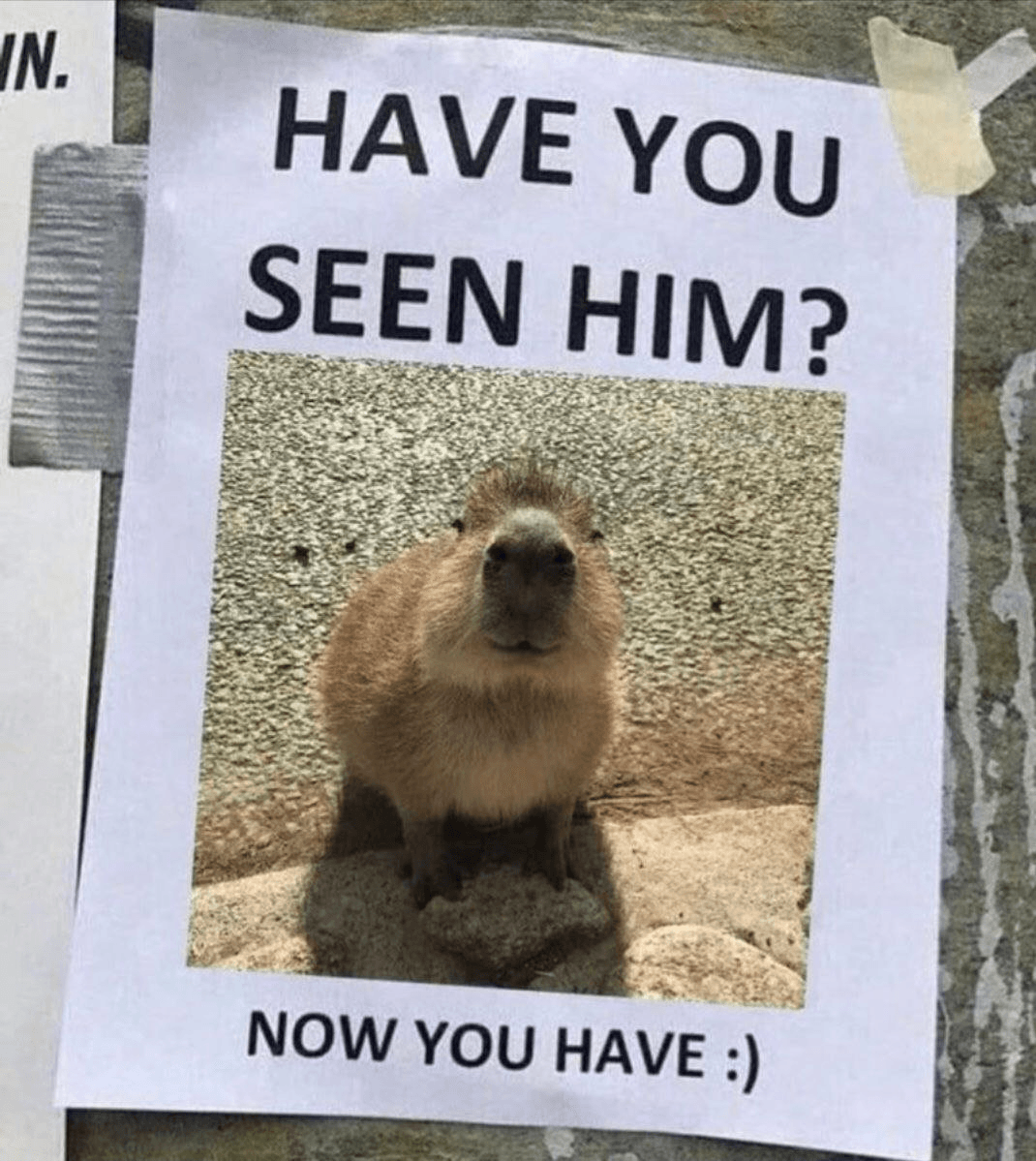 ما هي عملة كابيبارا ($CAPYBARA)؟ قصة عملة ميم سولانا الفيروسية